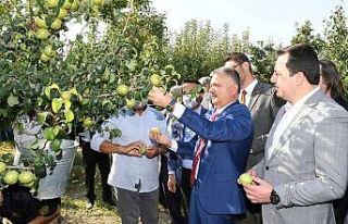 Vali Yazıcı, Karyağdı Armudunun hasadını gerçekleştirdi
