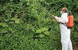 Vampir kelebekle mücadelede olumlu sonuçlar alınmaya...