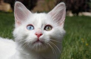 Van kedisi sahiplerinden Helsinki Üniversitesinin...