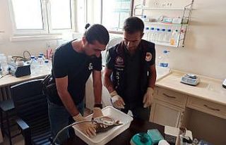 Van’da korkutan balık ölümlerinin nedeni belli...