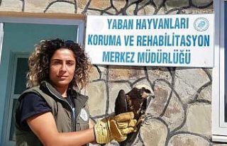 Van’da yaralı kuşlar tedavi altına alındı