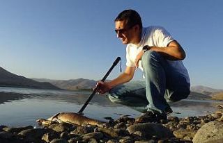 Van’daki balık ölümlerinin nedeni ‘ötrofikasyon’