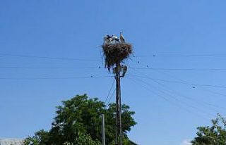 VEDAŞ direklerin sökümünü leyleklerin göçünden...