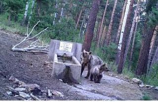 Yaban hayatı fotokapanla görüntülendi