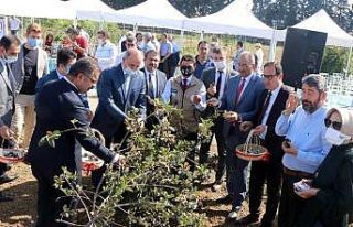 Yalova’da Aronya Hasat Şenliği
