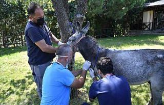Yangınzede eşek iyileşince emekliye ayrılacak