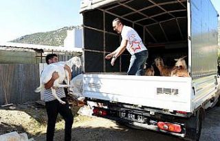 Yangınzedelere küçükbaş hayvan desteği