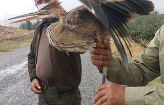 Yaralı balıkçıl kuşuna yardım eli