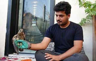 Yaralı bulunan kerkeneze şefkat eli