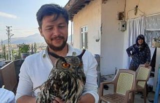 Yaralı bulunan puhu hayvanat bahçesine gönderildi