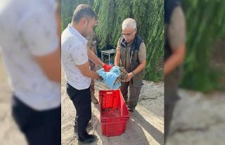 Yaralı halde bulunan puhu kuşu tedavi altına alındı