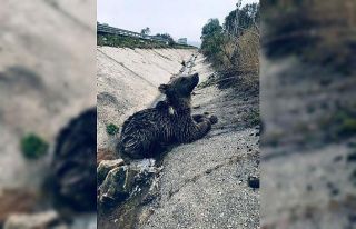 Yaralı haldeyken bulunan yavru ayı telef oldu