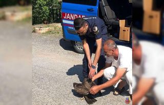 Yaralı kartalın yardımına jandarma koştu