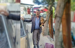 Yaralı vaziyette bulunan Kızıl şahin koruma altına...