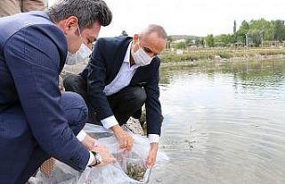 Yarım milyon yavru balık gölle buluşturuluyor