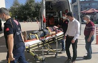 Yaşlı adam ceviz ağacının kurbanı oluyordu