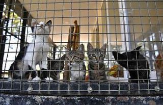 Yavru kediler sahiplenilmeyi bekliyor