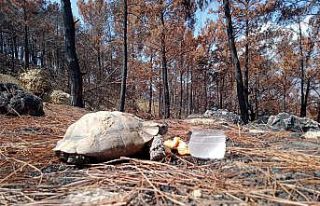 Yemeklerini yangından sağ kurtulan hayvanlarla paylaştı
