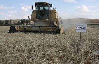 Yerli çeşit arpa hasadı yapıldı