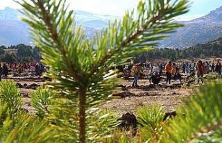 Yılsonuna kadar Erzincan’da 795 bin fidan dikilecek