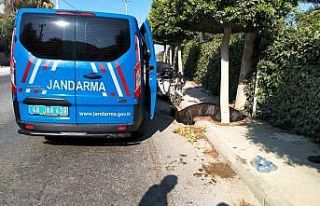 Yol kenarında ölü bulundu