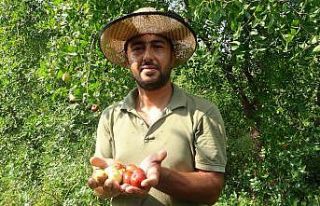 Yoldan geçen hünnap tüccarı hayatını değiştirdi