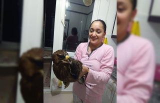 Yolu şaşıran şahin eve daldı