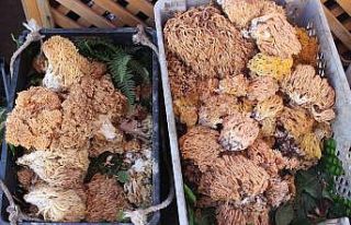 Yörede mantar turşusu sevilerek tüketiliyor