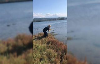 Yorgun flamingo tedavisinin ardından doğaya salındı
