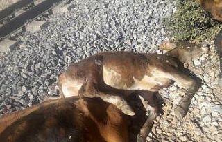 Yük treni sürüye çarptı, çok sayıda büyükbaş...