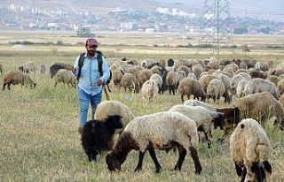 Yüksekova’da etkisini sürdüren kuraklık çobanları...