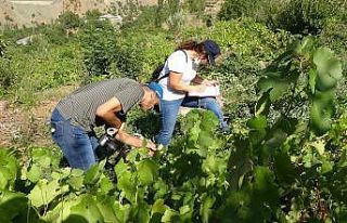 Yüksekova’daki yerli üzümler milli koleksiyon...