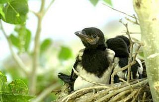 Yüksekovalı gezgin öğretmen 2 ay boyunca saksağan...