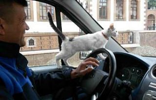 Zabıta köpeğin kovaladığı kediyi ağaçtan indirip...