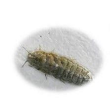 Ziraat Fakültesi’nde Aydın’da dünya için yeni...