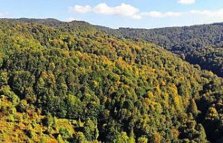 Zonguldak ormanları sonbaharı karşılıyor
