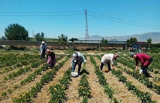 250 kadın yılda 4 milyon lira gelir elde ediyor