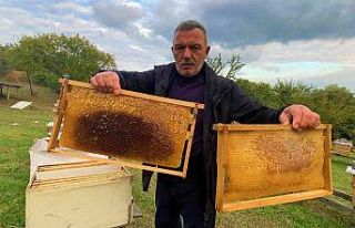 26 kovan içinde 200 kilo balını çaldılar