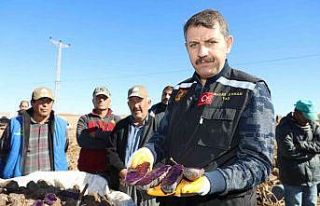 30 dekar tarlada üretildi, tüm Türkiye’nin ihtiyacı...