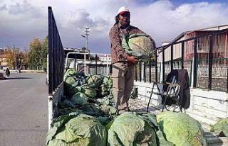 35 kiloluk lahanalar şaşkına çeviriyor