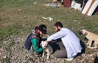 360 sokak hayvanının aşıları yapıldı