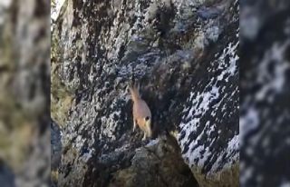 3 ayaklı yaban keçisinin kayalara tırmanma azmi