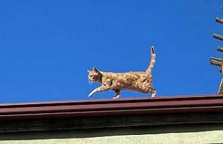 4 yıldır çatıdan inmiyor, vatandaşlar balık...