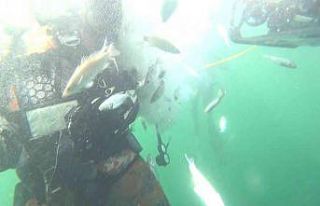 6 bin balık İzmit Körfezi’nde hayat buldu