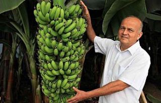 6 yeni muz çeşidi geliştirildi, çiftçi yüzde...