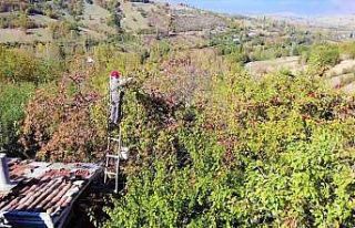 90 yaşına merdiven dayayan ‘elma kurdu’ Ahmet...