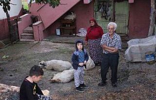Aç kalan sokak köpekleri, koyun sürüsüne saldırdı