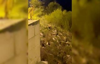 Aç kalan tilki şehre indi