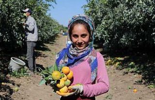Adana’da mandalina hasadı sürüyor, fiyatı 1...