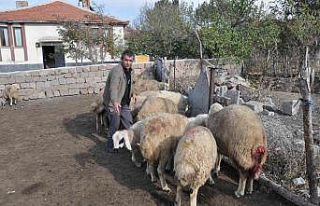 Ağıla giren kurtlar 13 koyunu telef etti